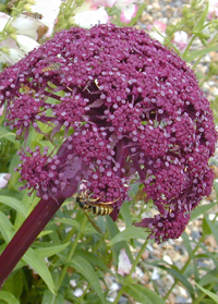 Angelica gigas